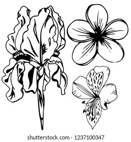 flower herb floral hand drawn sketch black and white doodle
