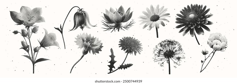 Flower, herbarium, chamomile, bell, dandelion are made in retro photocopy style. The effect of grain and dotted lines. Modern vector illustration of dried wildflowers.