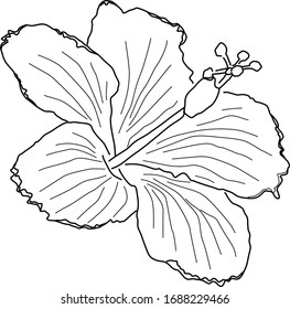 flower of hibisco from hibiscus plant isolated