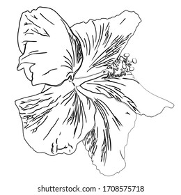 Flower of hibiscus. Black outline silhouette isolated on white background. Good design element for greeting card, wedding invitation, romantic flyers etc