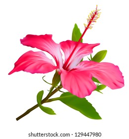 Flower Hibiscus. Hawaiian aloha tropical plant