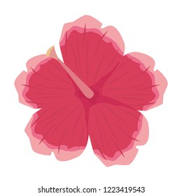flower hibiscus on white background