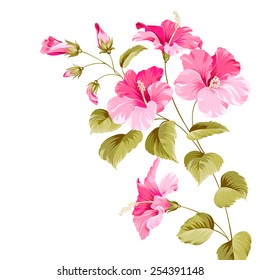 Flower hibiscus tropical plant. Vector illustration.