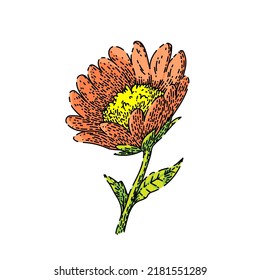 flower honey hand drawn vector. bee plant, spring nature, yellow garden jar flower honey sketch. isolated color illustration