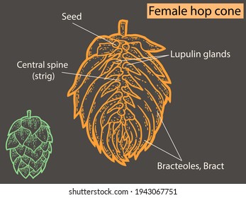 Flower, hop structure. Beer ingredient. Education agronomists and brewers neon color.