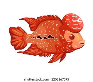 Flower Horn Fish Aquatic Animal Species Illustration Vector