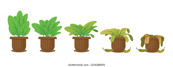 Flower houseplant withering phases vector flat illustration. Potted flower life cycle from blossomed to dry sick leaf and dead. Floral dying process. Abandoned botanical plant bad care sequence