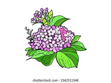 Flower of Hydrangea pink. Isolar. White background. Element of design.