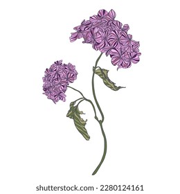 Flower Hydrangea. Vector color illustration. Gardener, gardening banner