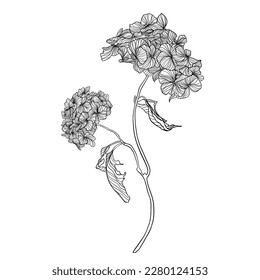 Flower Hydrangea. Vector illustration. Coloring. Black lines. Gardener, gardening banner