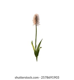 flower icon illustration without background