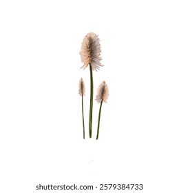 flower icon illustration without background
