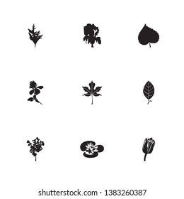 Flower icon set and clover flower with decoration, linden leaf and nature. Lemon leaf related flower icon vector for web UI logo design.