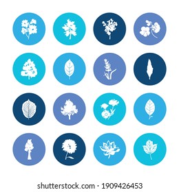 Flower icon set and nasturtium with alder, hazel leaf and sequoia. Walnut tree related flower icon vector for web UI logo design.