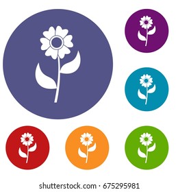 Flower icons set in flat circle reb, blue and green color for web