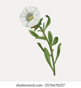 Flower illustration aesthetic element. White color floral plant, isolated vector element. Vintage white color botanical flower art drawing illustration, old painting art print flower.