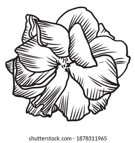 Flower Illustration black and white vintage vectorline art