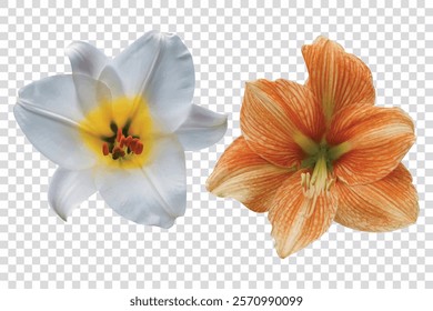 flower illustration on transparent background