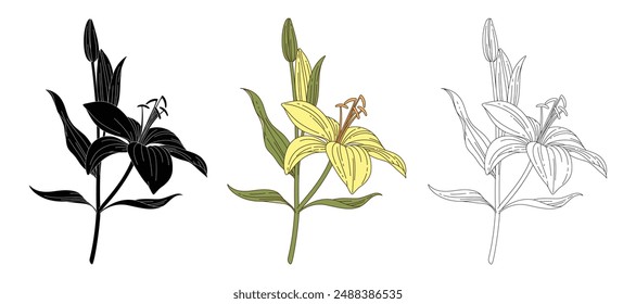 Ilustración floral, contorno floral y silueta floral, Ilustración vectorial de diferentes arreglos florales. Colección de hermosas hierbas y flores de primavera y verano. Ilustración vectorial.