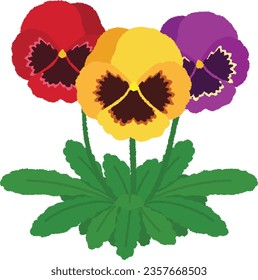 Flower illustration. pansy. The flowers and stocks are very good, and bloom one after another during the winter.