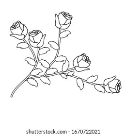 Ilustración de las flores. Ilustración vectorial de rosa aislada en fondo blanco