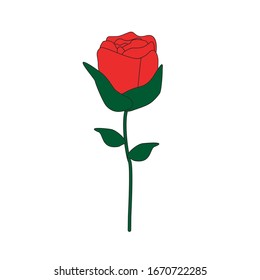 Flower illustration. Rose vector illustration isolated on white background