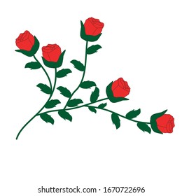 Ilustración de las flores. Ilustración vectorial de rosa aislada en fondo blanco