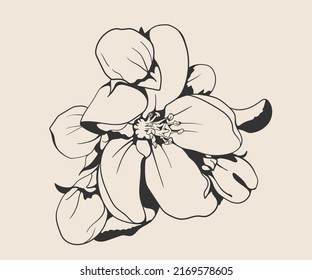 Flower illustration vector line art design. Floral hand drawing nature decor. Vinatage garden sketch.