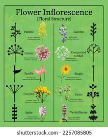 Flower Inflorescence
(Floral Structure) Educational Chart