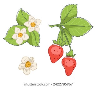 Flower and inflorescence with leaves, ripe strawberry on branch with leafage. Dietary fruit for healthy food. Ripe, nutritious dessert berry. Ingredient for making aromatic jam. Vector in flat style