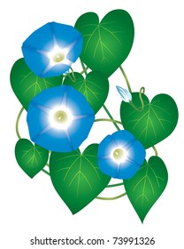 Flower Ipomoea Morning Glory