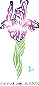 Flower Iris calligraphic color drawing art design