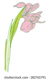 Flower - iris - colored vector drawing