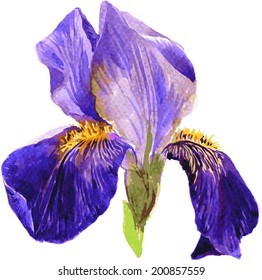 Flower of iris drawing by watercolor, hand drawn vector illustration