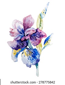 Flower of iris drawing by watercolor, hand drawn vector illustration. Design for weding invitation or beauty design.