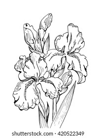 Flower iris Graphic sketch Plant Hand drawn 