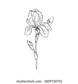 The flower of the iris. illustration on a white background. Sketching.