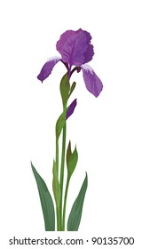 Flower iris, lilac petals and green leaves, isolated on white background. Vector