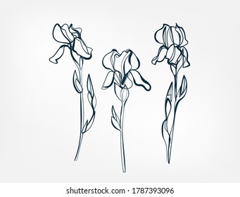 flower iris line one art isolated vector illustration