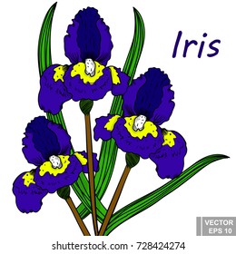 Flower. Iris. manual drawing. Circuit. Plant. For your design.