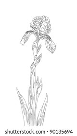 Flower iris, monochrome contours on white background. Vector