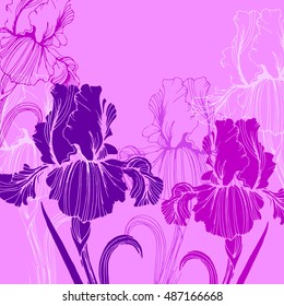 flower, iris, nature, floral, plant, vector, summer, spring, design, illustration