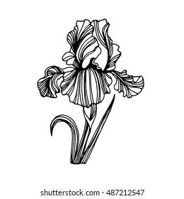 flower, iris, nature, floral, plant, vector, summer, spring, design, illustration