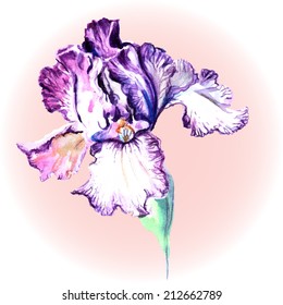 Flower of Iris on a pink background vector watercolor