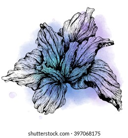 Flower iris sketch. Watercolor colorful background. Engrave style flower. Vector illustration