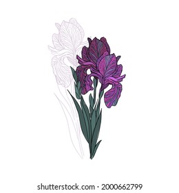 The flower irises is a purple object. Vector illustration