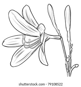 flower isolated on the white
