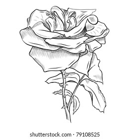 flower isolated on the white