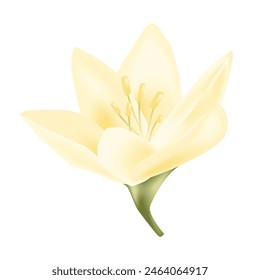 flower isolated on white background Realistic.