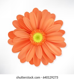 Flower isolated on white background. Realistic vector image.